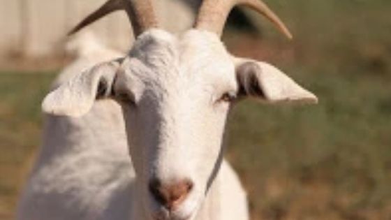 Benefits of using Goat Milk Skincare products on baby - The Nappy Shop