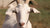 Benefits of using Goat Milk Skincare products on baby - The Nappy Shop